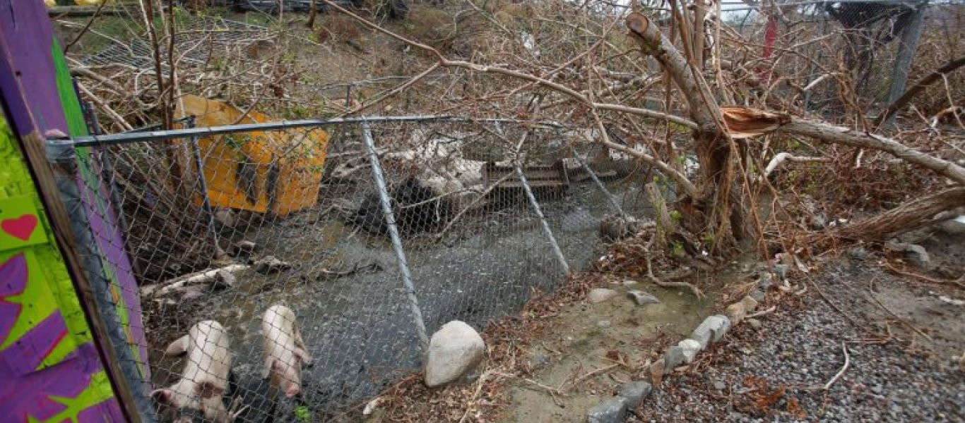 Καραϊβική: Ο τυφώνας Ίρμα και κλέφτες ευθύνονται για την εξαφάνιση σπάνιων ζώων από ζωολογικό κήπο